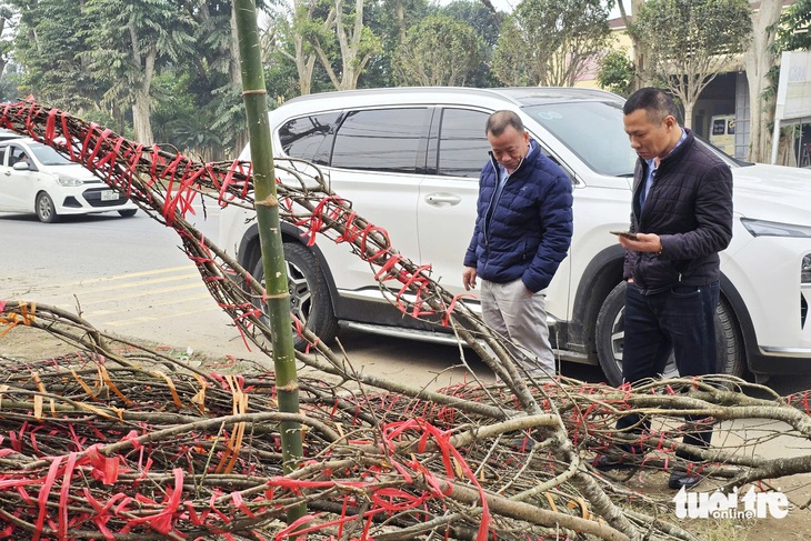 Đào rừng xuống phố khan hiếm, vắng khách mua - Ảnh 8.