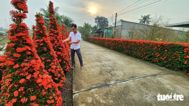 Hàng rào bông trang khoe sắc đón Tết - Ảnh 3.