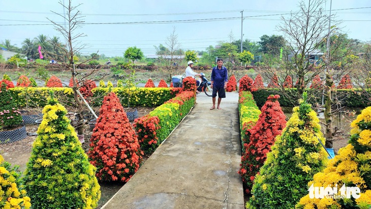 Hàng rào bông trang khoe sắc đón Tết - Ảnh 2.