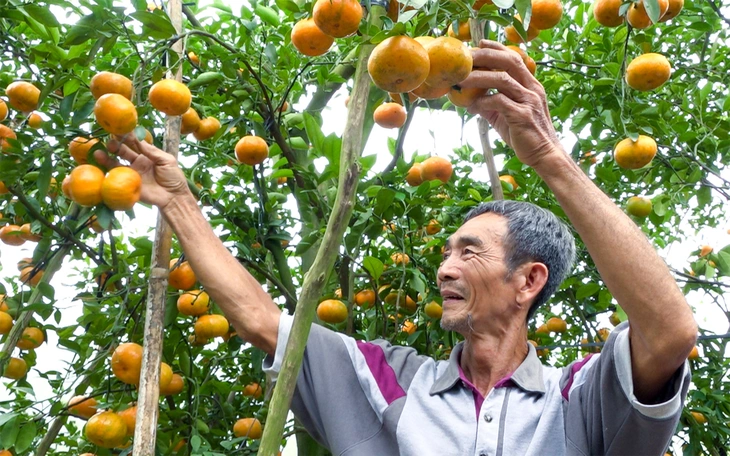 Trồng quýt hồng Lai Vung trái vụ để đón khách du lịch   - Ảnh 5.