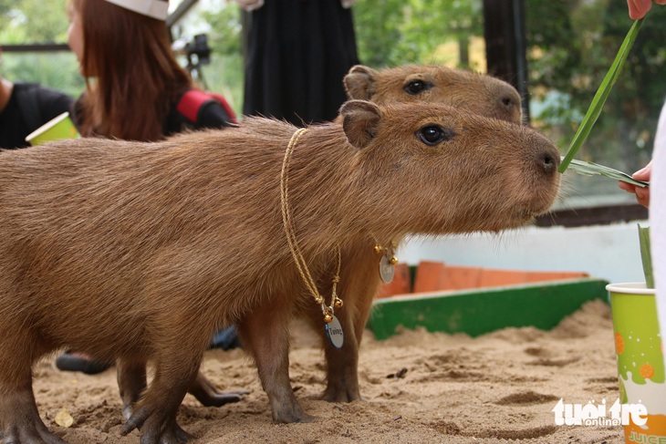 'Giao lưu' với gia đình 'bộ ngoại giao' capybara tại Thảo cầm viên - Ảnh 8.