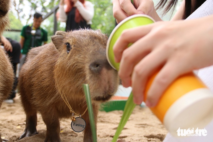 'Giao lưu' với gia đình 'bộ ngoại giao' capybara tại Thảo cầm viên - Ảnh 9.