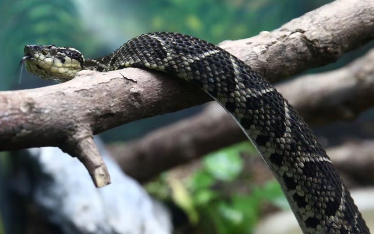 Nghiên cứu chỉ ra gần 60 loài linh trưởng có biểu hiện đồng tính - Ảnh 2.