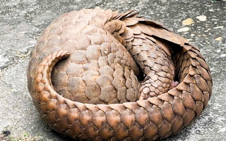 Tê tê java, rùa núi vàng quý hiếm được thả về Vườn quốc gia Kon Ka Kinh - Ảnh 3.