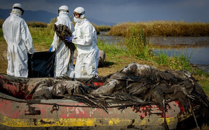 Israel phát hiện ổ dịch cúm H5N1, WHO bảo chưa thấy khả năng lây nhiễm từ người sang người - Ảnh 1.