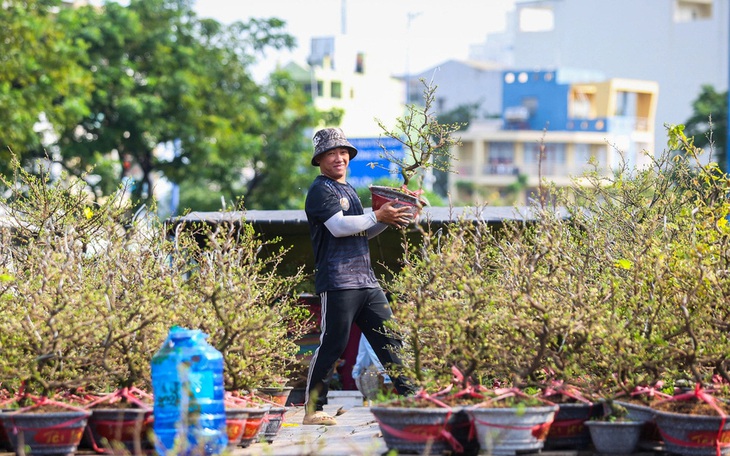 Đà Nẵng: Hoa Tết rực rỡ xuống phố, giá bình ổn - Ảnh 10.