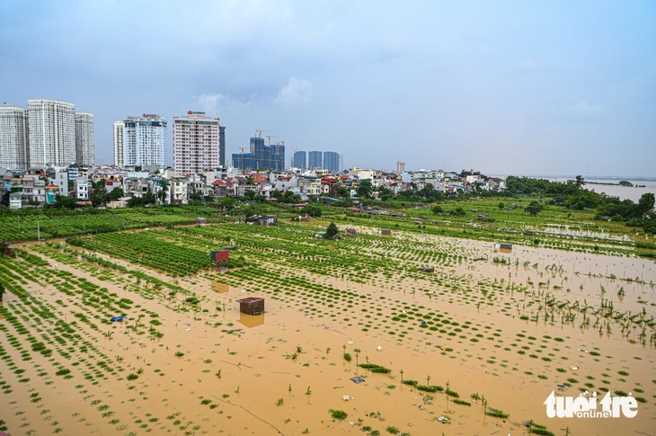 Sông Hồng qua Hà Nội mênh mông nước, làng đào lại ngâm mình trong dòng lũ - Ảnh 8.