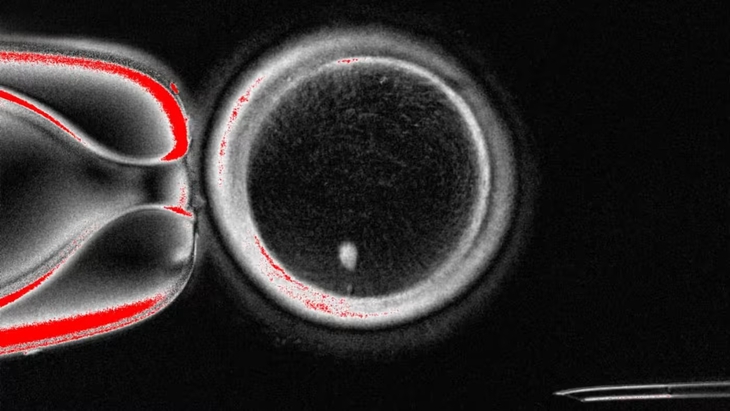 Các nhà khoa học dùng công nghệ nhân bản để hoán đổi DNA trong trứng người - Ảnh 1.