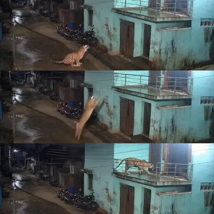 dương đông kích tây - Ảnh 4.
