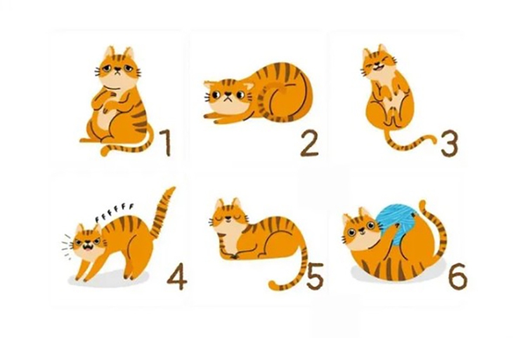 quiz - Ảnh 1.