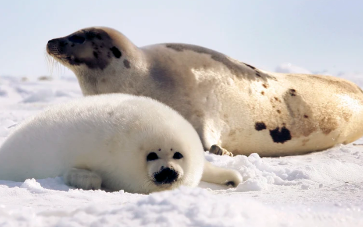 NOAA: Bắc Cực nóng chưa từng thấy, mưa và băng tan cũng kỷ lục - Ảnh 3.