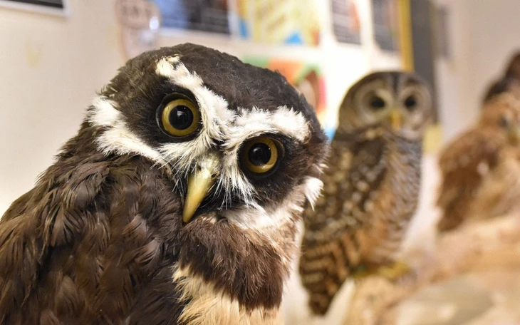 Quán cà phê được xây từ vỏ ốc ở Nha Trang - Ảnh 5.