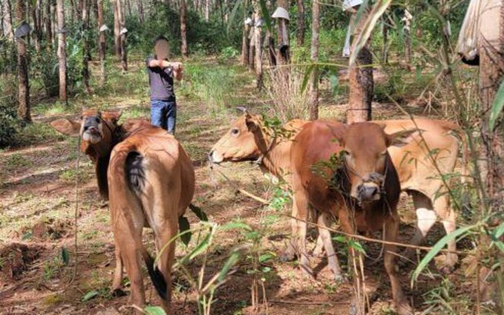 Nghi phạm đâm vào cổ khiến một người trọng thương ra đầu thú sau hai ngày bỏ trốn - Ảnh 3.