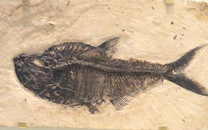 Phát hiện hóa thạch từ Kỷ Pleistocen muộn 'thất lạc' trong hang nước tại Texas - Ảnh 2.