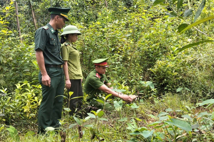 rùa quý - Ảnh 1.