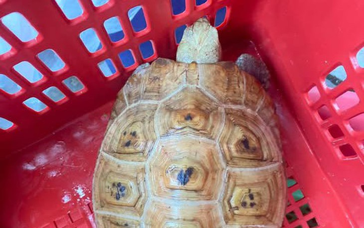 Phát hiện rùa quý bò vào vườn, người dân liền bàn giao cho phường - Ảnh 4.