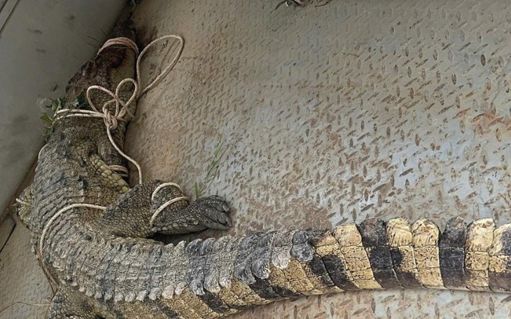 Phát hiện cá sấu khoảng 1,8kg trong khuôn viên nhà, người dân giao nộp công an - Ảnh 3.