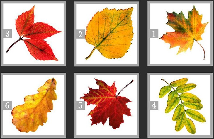 quiz - Ảnh 1.