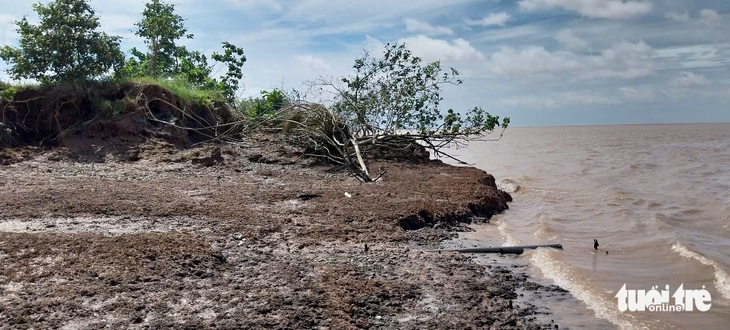 Công bố tình huống khẩn cấp sạt lở bờ biển ở Vĩnh Long - Ảnh 1.