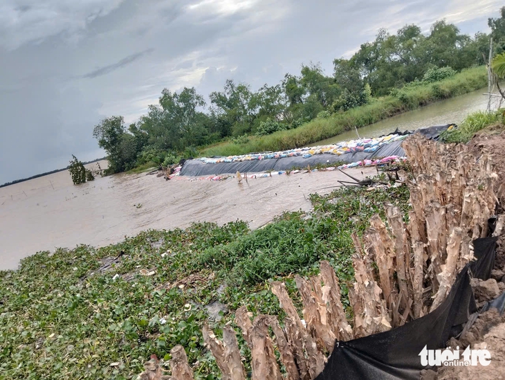 Công bố tình huống khẩn cấp sạt lở bờ biển ở Vĩnh Long - Ảnh 3.