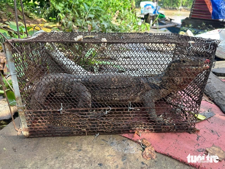 Phát hiện kỳ đà hoa quý hiếm nặng 5kg trong lúc làm vườn - Ảnh 1.