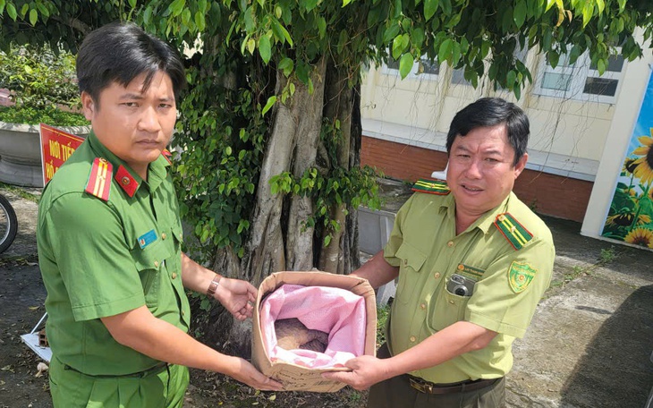  Thấy rùa cực quý trong sách đỏ ở gần khu trọ, người dân nộp cho công an bàn giao kiểm lâm - Ảnh 4.