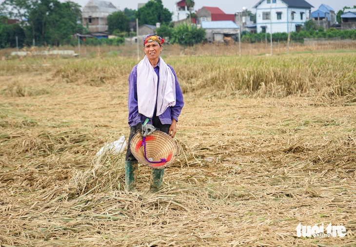 Nông dân Thái Nguyên bật khóc nhìn vườn đào Tết tan hoang như đống củi sau lũ - Ảnh 2.