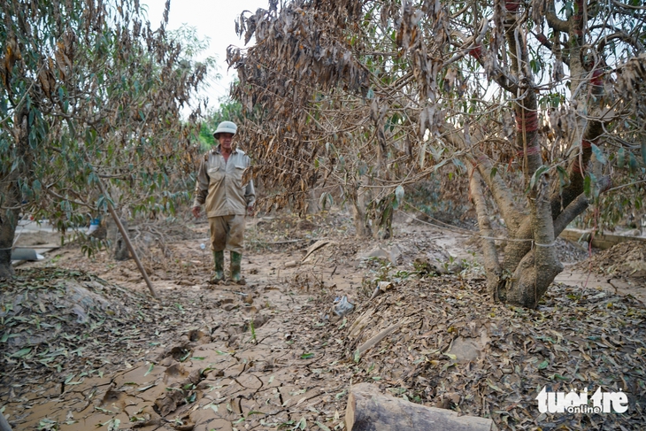 Nông dân Thái Nguyên bật khóc nhìn vườn đào Tết tan hoang như đống củi sau lũ - Ảnh 6.