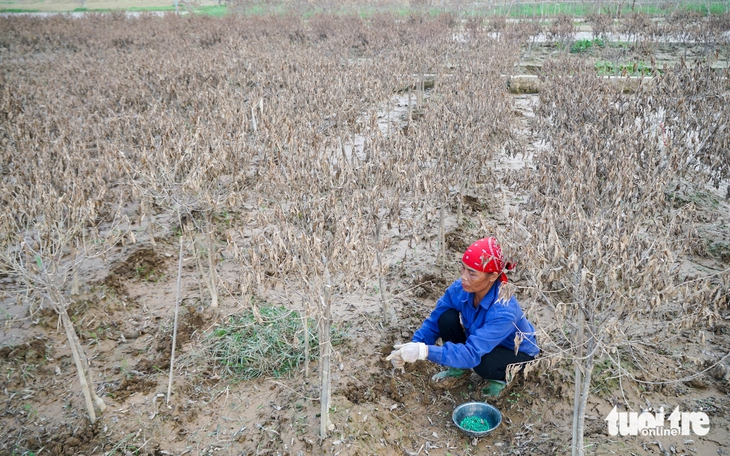 Nông dân Thái Nguyên bật khóc nhìn vườn đào Tết tan hoang như đống củi sau lũ - Ảnh 8.