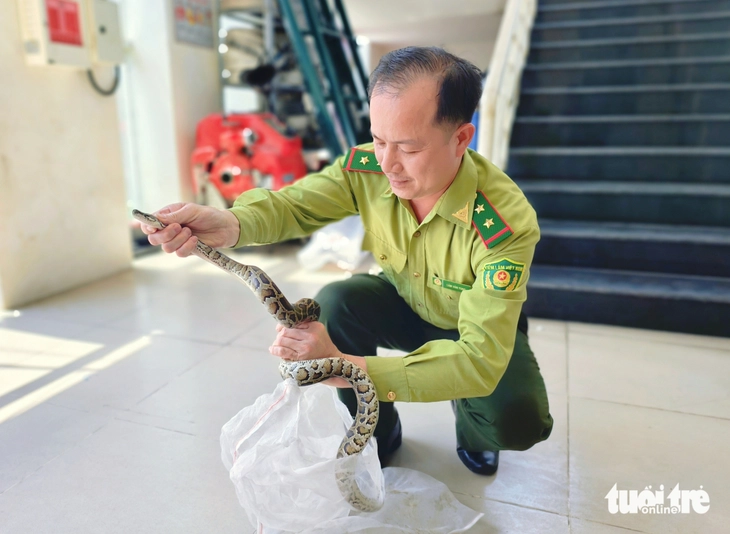 trăn đất - Ảnh 2.