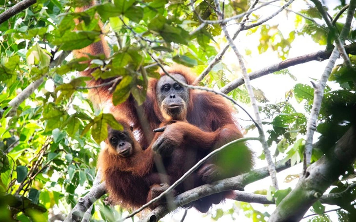 Cá bám đá, ong 'gấu bông' của Việt Nam nằm trong số 70 loài sinh vật mới năm 2025 - Ảnh 6.