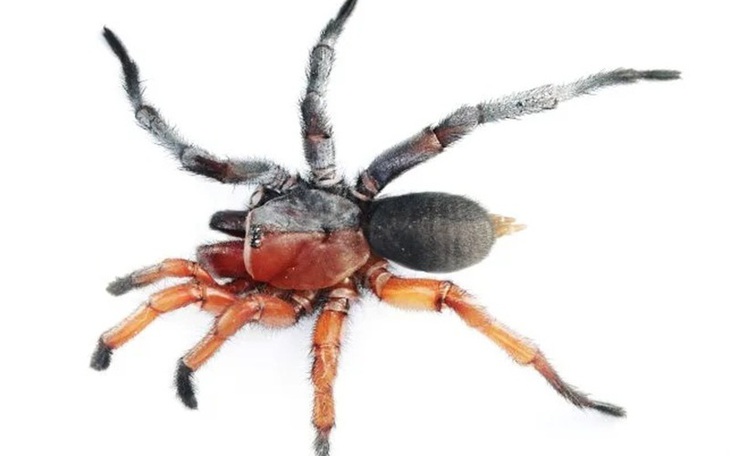 Phát hiện mạng nhện lớn nhất thế giới với 111.000 con nhện - Ảnh 3.