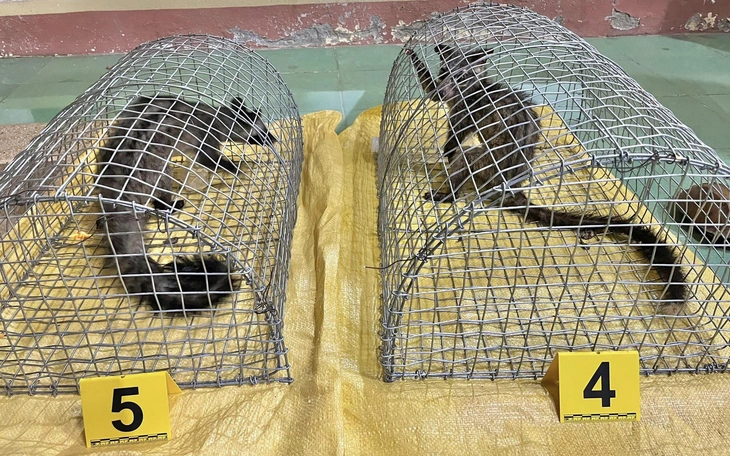 Mua rồng Nam Mỹ về nhân nuôi rồi bán trên mạng, kiểm tra lộ ra trại nuôi cả trăm con không phép - Ảnh 3.