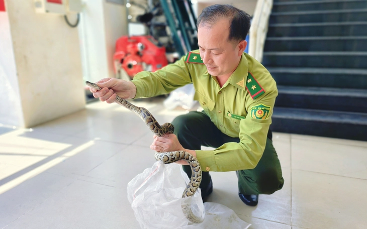 Hãi hùng con trăn 'khổng lồ' dài khoảng 5m, nặng gần 100kg ở Vườn quốc gia U Minh Thượng - Ảnh 3.