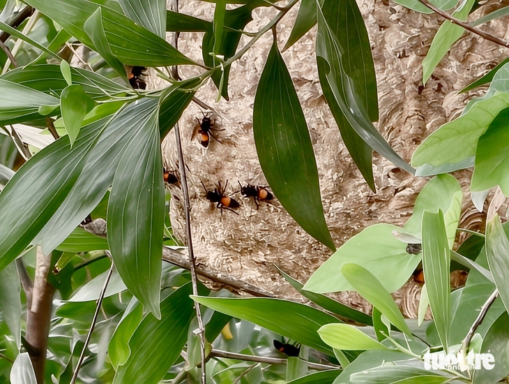 ong vò vẽ - Ảnh 1.