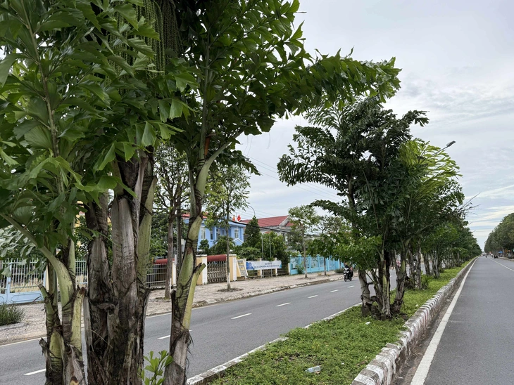 cây đủng đỉnh - Ảnh 2.