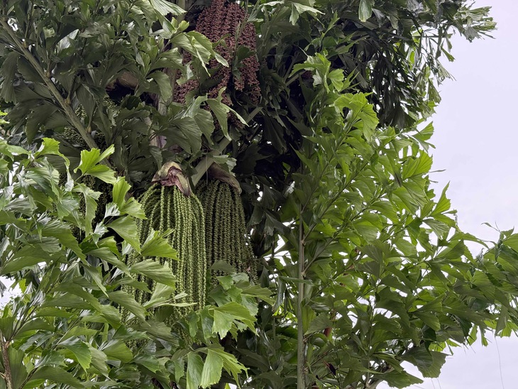 cây đủng đỉnh - Ảnh 1.