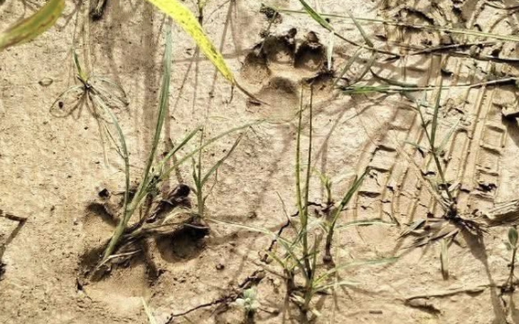 Các nhà khoa học đã dạy cải bó xôi gửi email? - Ảnh 3.