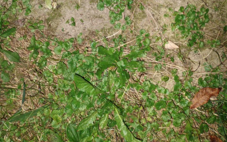 Tục ngữ nhắc nhở chúng ta sống nhân ái, biết chia sẻ này là gì? - Ảnh 6.