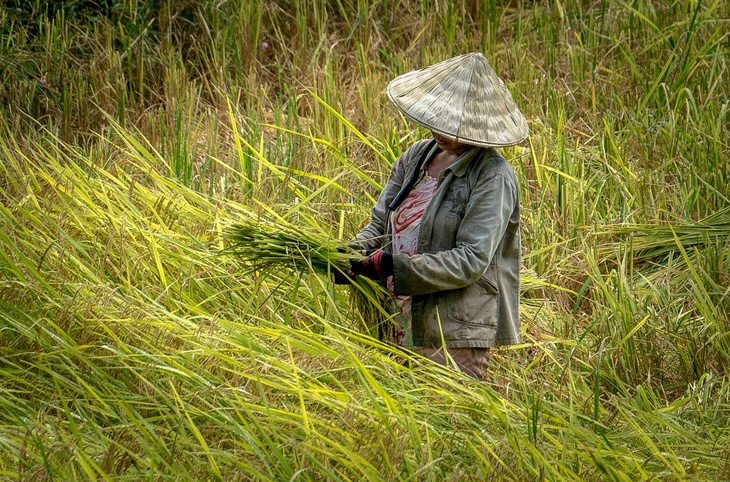 Đường nào đến an ninh lương thực trong bối cảnh biến đổi khí hậu? - Ảnh 1.