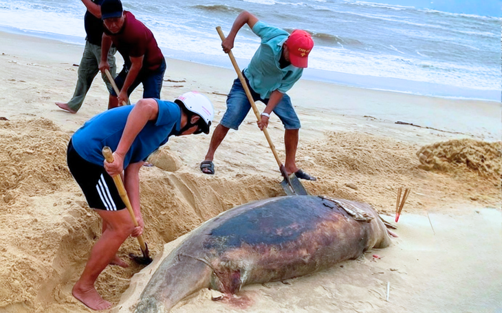 Hàng ngàn con cá trích dạt vào khu vực bờ biển Khánh Hòa, người dân nhặt về chế biến - Ảnh 2.
