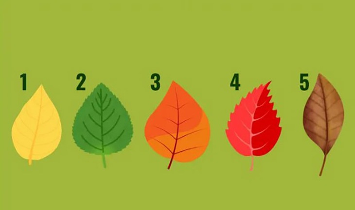 quiz - Ảnh 1.