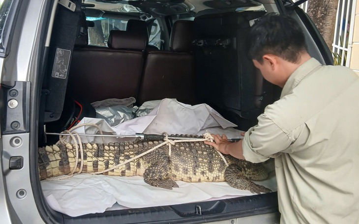 Người dân An Giang tá hỏa khi thấy cá sấu bò ngang đường - Ảnh 2.