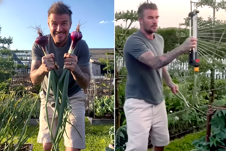 Hết khoe cà rốt, David Beckham khoe hành - Ảnh 1.