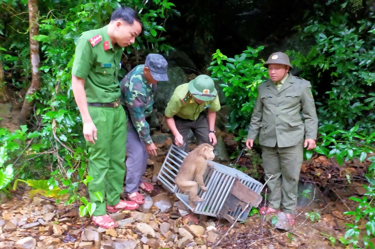 khỉ mặt đỏ - Ảnh 2.