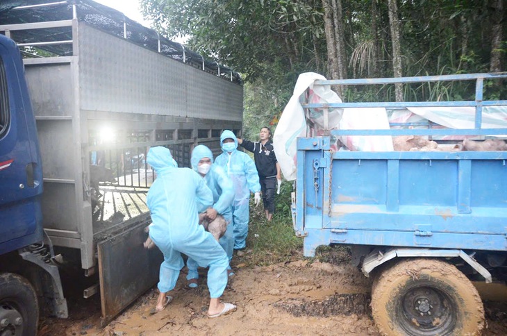 Xử phạt chủ xe tải chở 58 con heo không rõ nguồn gốc trong vùng có dịch tả heo châu Phi - Ảnh 2.