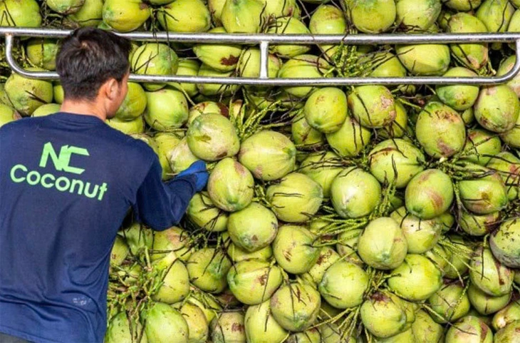 Không thể cạnh tranh Việt Nam, ngành dừa Thái Lan lo 'sốt vó' - Ảnh 1. dừa - Ảnh 1.