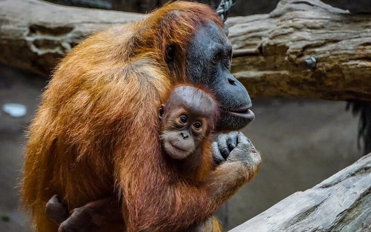 Loài thú tuyệt chủng trong hoang dã sắp 'tái xuất' ở Bỉ sau 100 năm - Ảnh 3.
