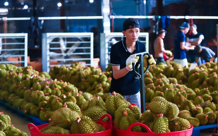 Gần 2.000 container sầu riêng bị ùn ứ, Đắk Lắk lên kế hoạch xây trung tâm kiểm nghiệm - Ảnh 4. Gần 2.000 container sầu riêng bị ùn ứ, Đắk Lắk lên kế hoạch xây trung tâm kiểm nghiệm - Ảnh 4.