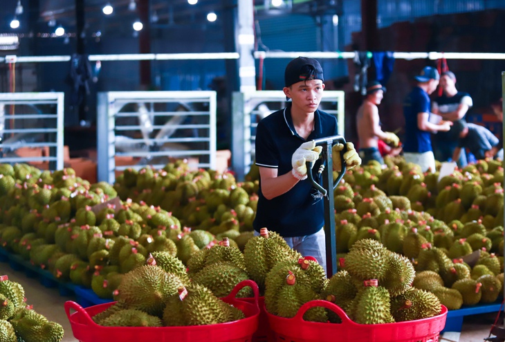 sầu riêng - Ảnh 1.